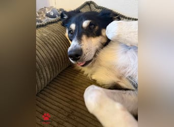 hübscher Border Collie Mischlings-Rüde Cuby sucht ein Zuhause, Hütehund hübscher Border Collie Mischlings-Rüde Cuby sucht ein Zuhause, Hütehund