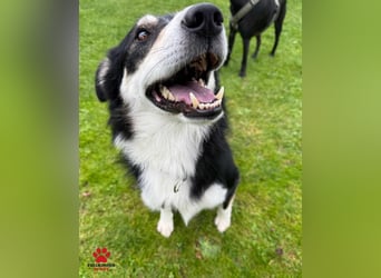 hübscher Border Collie Mischlings-Rüde Cuby sucht ein Zuhause, Hütehund hübscher Border Collie Mischlings-Rüde Cuby sucht ein Zuhause, Hütehund