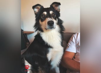 Cuby hübscher Border Collie Mischlings-Rüde sucht ein Zuhause, Hütehund