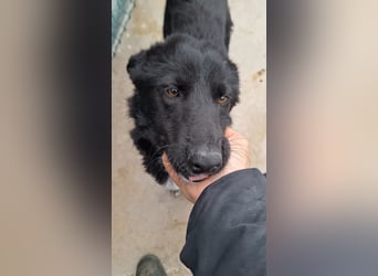 liebe Border Collie- kroatischer Schäferhund Mischling Lisa sucht ...