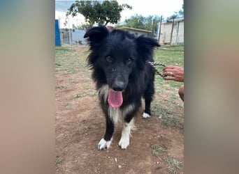 bildhübsche Border-Collie Mischlings-Hündin Maza sucht ihre Familie