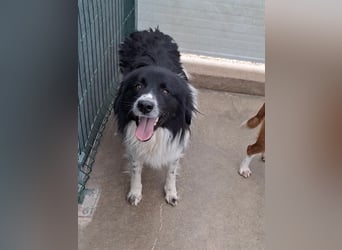 Muki lieber Border Collie Mischling Rüde sucht Zuhause oder Pflegestelle