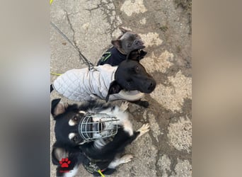 Cuby hübscher Border Collie Mischlings-Rüde sucht ein Zuhause, Hütehund