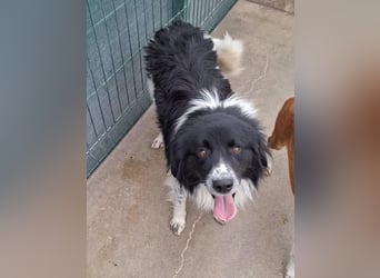 Muki lieber Border Collie Mischling Rüde sucht Zuhause oder Pflegestelle