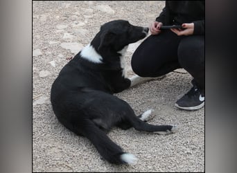 liebe Border Collie Mischlings-Hündin Naomi sucht ein Zuhause