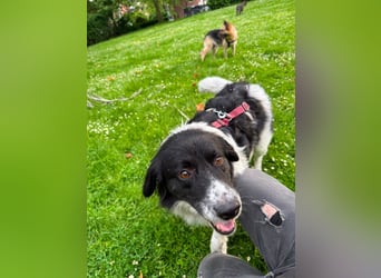 Border Collie Mischling Muki sucht seine Familie
