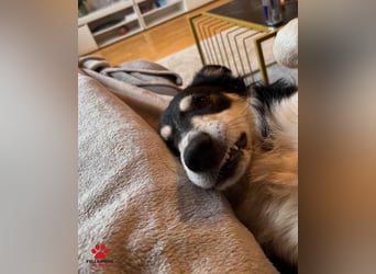 hübscher Border Collie Mischlings-Rüde Cuby sucht ein Zuhause, Hütehund hübscher Border Collie Mischlings-Rüde Cuby sucht ein Zuhause, Hütehund