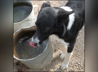 liebe Border Collie Mischlings-Hündin Naomi sucht ein Zuhause