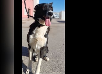 liebe Border Collie Mischlings-Hündin Naomi sucht ein Zuhause