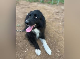 bildhübsche Border-Collie Mischlings-Hündin Maza sucht ihre Familie