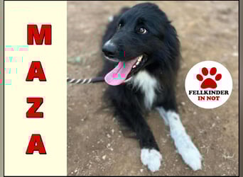 bildhübsche Border-Collie Mischlings-Hündin Maza sucht ihre Familie