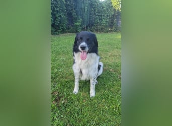 Border Collie Mischling Muki sucht seine Familie