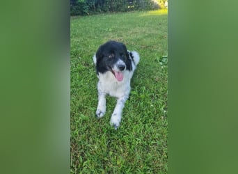 Border Collie Mischling Muki sucht seine Familie