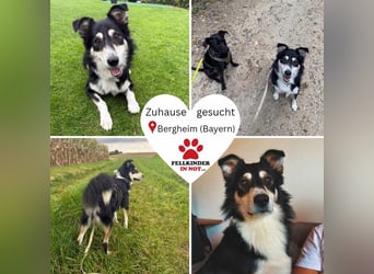 hübscher Border Collie Mischlings-Rüde Cuby sucht ein Zuhause, Hütehund hübscher Border Collie Mischlings-Rüde Cuby sucht ein Zuhause, Hütehund