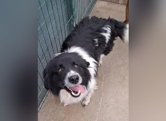 Muki lieber Border Collie Mischling Rüde sucht Zuhause oder Pflegestelle
