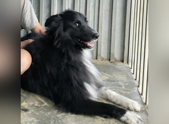 bildhübsche Border-Collie Mischlings-Hündin Maza sucht ihre Familie