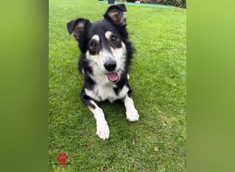 hübscher Border Collie Mischlings-Rüde Cuby sucht ein Zuhause, Hütehund hübscher Border Collie Mischlings-Rüde Cuby sucht ein Zuhause, Hütehund