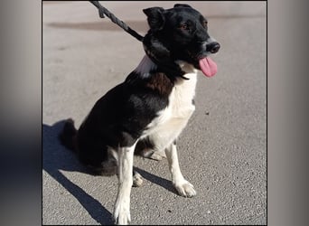 liebe Border Collie Mischlings-Hündin Naomi sucht ein Zuhause