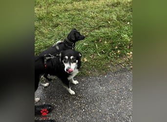 hübscher Border Collie Mischlings-Rüde Cuby sucht ein Zuhause, Hütehund hübscher Border Collie Mischlings-Rüde Cuby sucht ein Zuhause, Hütehund