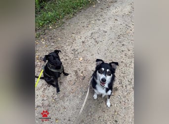 hübscher Border Collie Mischlings-Rüde Cuby sucht ein Zuhause, Hütehund hübscher Border Collie Mischlings-Rüde Cuby sucht ein Zuhause, Hütehund