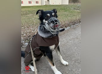 Cuby hübscher Border Collie Mischlings-Rüde sucht ein Zuhause, Hütehund