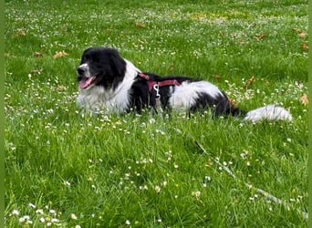 Border Collie Mischling Muki sucht seine Familie
