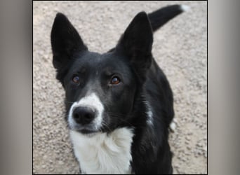 liebe Border Collie Mischlings-Hündin Naomi sucht ein Zuhause