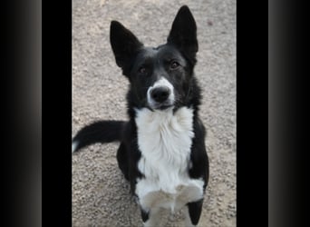 liebe Border Collie Mischlings-Hündin Naomi sucht ein Zuhause