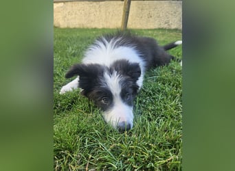 BORDER COLLIE Welpe Blossom