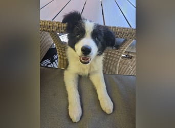 BORDER COLLIE Welpe Blossom