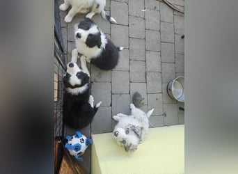 BORDER COLLIE Welpe Blossom