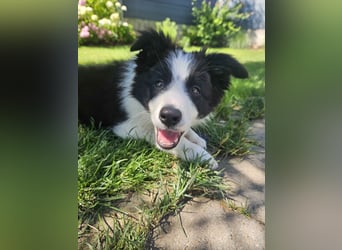 BORDER COLLIE Welpe Blossom