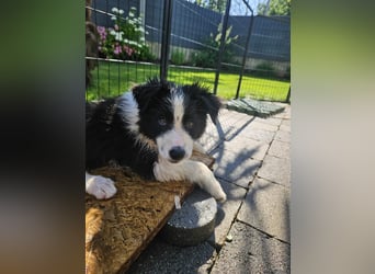 BORDER COLLIE Welpe Blossom