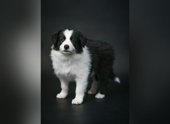 BORDER COLLIE Welpe Blossom