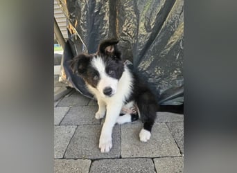 BORDER COLLIE Welpe Blossom