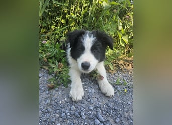 BORDER COLLIE Welpe Blossom