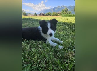 BORDER COLLIE Welpe Blossom