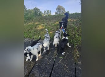 BORDER COLLIE Welpe Blossom