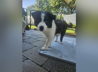 BORDER COLLIE Welpe Blossom