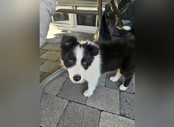 BORDER COLLIE Welpe Blossom