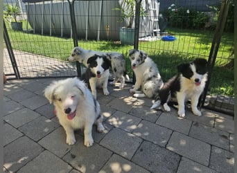 BORDER COLLIE Welpe Blossom