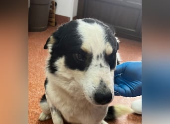 Miro sucht Menschen mit Herz