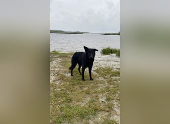 Yaro sucht ein neues Zuhause