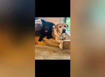 Yaro sucht ein neues Zuhause