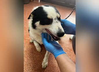 Miro sucht Menschen mit Herz