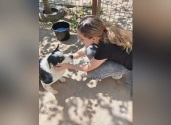 Miro sucht Menschen mit Herz