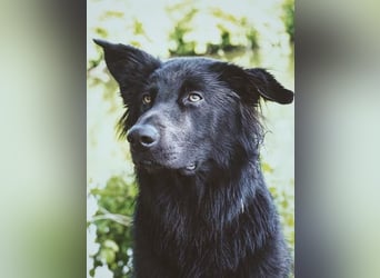 Yaro sucht ein neues Zuhause