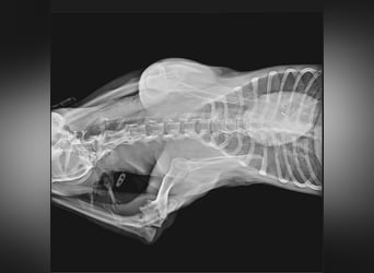 Miro sucht Menschen mit Herz