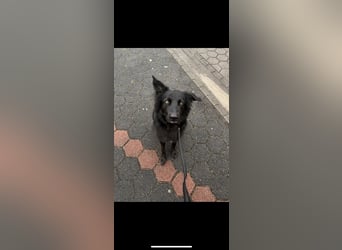 Yaro sucht ein neues Zuhause