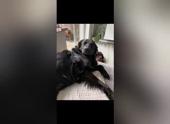 Yaro sucht ein neues Zuhause